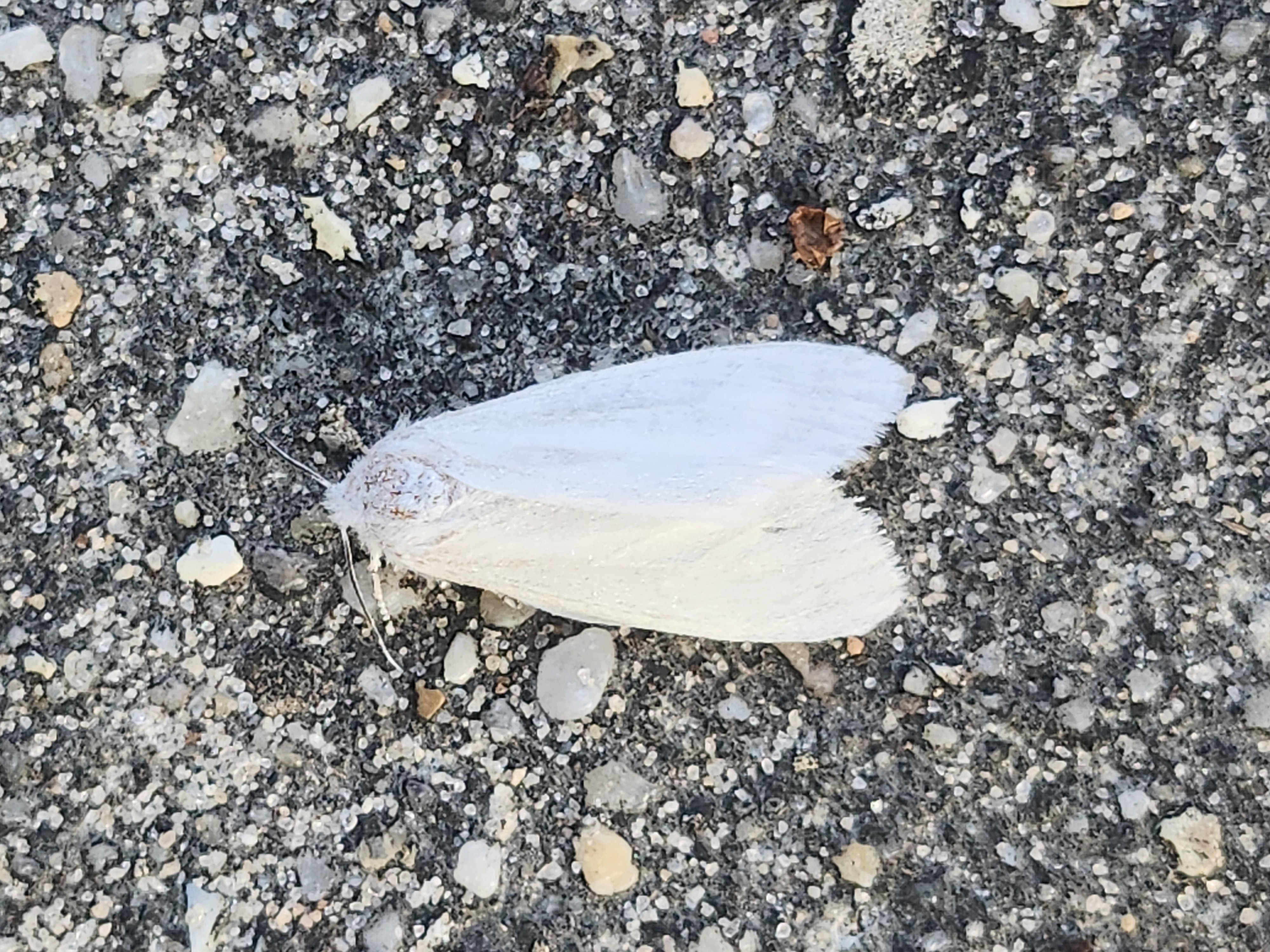 White moth,